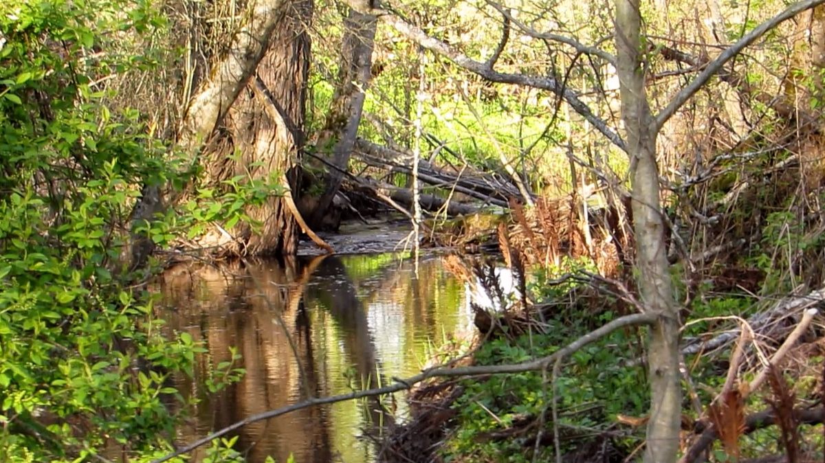 Весенняя река...
