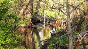 Весенняя река...