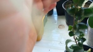 Моя коллекция фикусов