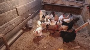 Внук с проверкой на хозяйстве 😊. Жизнь в деревне.