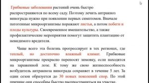 Закладка и развитие винограда