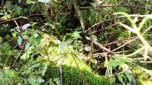 ГРИБЫ В РОССИИ НА ЗИМУ #грибы #опята #россия