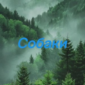 Собаки