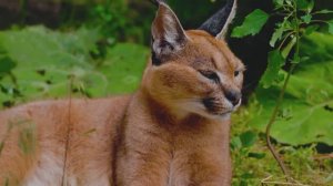 ВОСХИТИТЕЛЬНАЯ И УДИВИТЕЛЬНАЯ МУЗЫКА, КОТОРАЯ ГРЕЕТ ДУШУ!