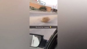 #смешныевидео -297