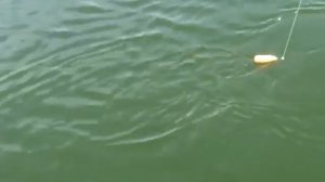 Огромный сом. Все в шоке от пойманного.