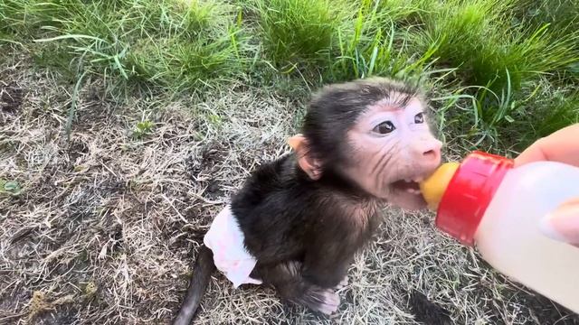 Завтрак на траве для Финика и Анфисы, Финик наелся и лег спать на солнышке,а Анфиса его охраняет)