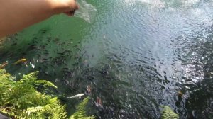 Black forest, шикарная локация в Паттайе! Взяли авто в аренду и поехали с друзьями!