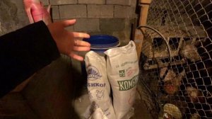 Куриный корм для хорошей яйценоскости