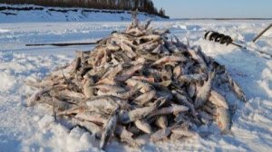 УСТАЛ ПОДСЕКАТЬ РЫБУ. САМАЯ КРУТАЯ РЫБАЛКА МЕГА  ДИКИЙ УЛОВ, ЗИМНЯЯ РЫБАЛКА. УСТАЛ ЛОВИТЬ