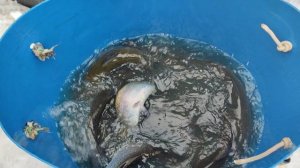 Первая партия Карельской форели.