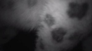 Ночная охота барса на козерога