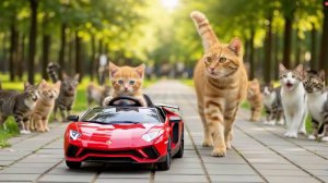 Как котику машинку купили