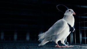 В России презентовали первых голубей-биодронов