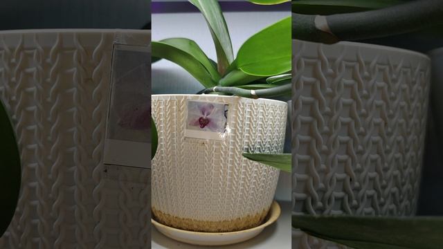 Жизнь орхидей вне субстрата.