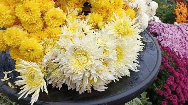 ПРОДОЛЖАЮ ОБРЕЗАТЬ СВОИ ХРИЗАНТЕМЫ. ЗНАКОМЛЮ С СОРТАМИ.