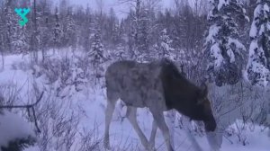 Лоси по сторонам не смотрят | Водителей просят быть осторожными в сезон миграции