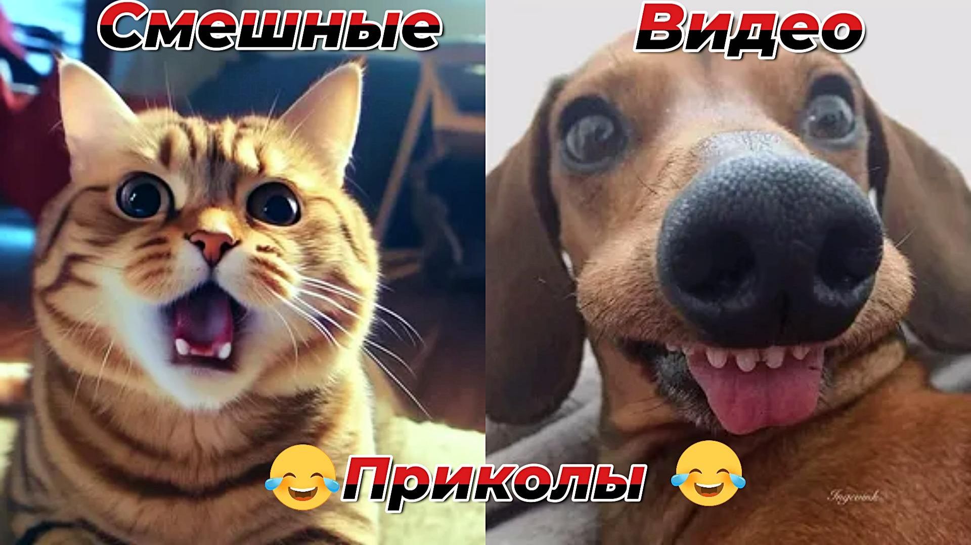 Смешные видео приколы|Коты и собаки|Юмор и Приколы.