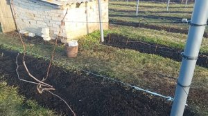 ВИНОГРАД 26 НОЯБРЯ