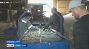 Картофелеводы Ставрополья переходят на российский посадочный материал