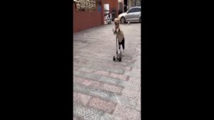 _ТИК_ТОК___МЕМЫ_