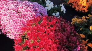 ПОДГОТОВКА ХРИЗАНТЕМЫ К ЗИМОВКЕ. РАБОТА НА УЧАСТКЕ.