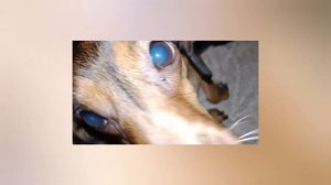 Любимки/ Осторожно вас снимает скрытая камера 🤣.