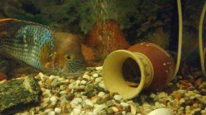 Аквариумные рыбки