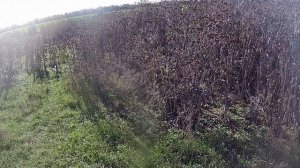 Открытие охоты на зайца 2025