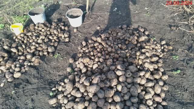 Урожай картофеля 2024. Усадьба.