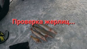 ОСТАВИЛИ ЖЕРЛИЦЫ НА НОЧЬ. ПРОВЕРКА ЖЕРЛИЦ НА ОЗЕРЕ.