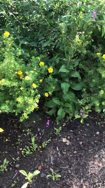 Ленинградская область. Хвойное. 16.07.2024. Дача. Обильно цветущая лапчатка кустарниковая. Эпизод 2