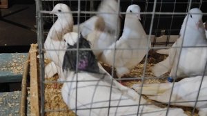 23.11.2025г ст.Бронницы Рынок ч.2