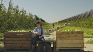 Отрасль промышленного садоводства в Крыму. Как появляется яблоко на прилавке магазина