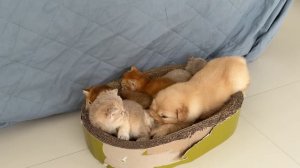 Щенок золотистого ретривера занял кошачью кровать и быстро заснул