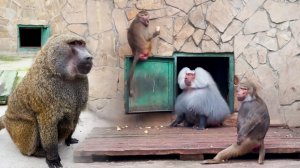 У Елисея в женах и ПРИМА, и ДОМОХОЗЯЙКА! Но обязанности Люси выполняет Лида! Рокки отбился от рук!