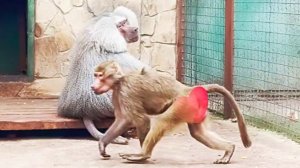 Как угостить Люсю, чтоб ей достались угощения и не досталось тумаков! Рассказали и показали гостям!