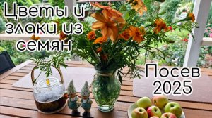 Цветы и злаки из семян. Посев 2025. Сорта/ сроки посева