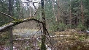 Как ходить бесшумно и незаметно