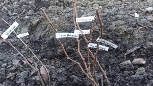 Распродажа оставшихся саженцев! Тел,WhatsApp ,Мах и Telegram. : 8-918-43-794-43