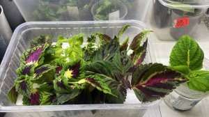 Результат укоренения Колеусов и Бегонии в воде на пенопласте. Небольшой обзор светёлки. Нужна помощь