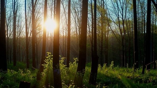 Звуки природы для релаксации и успокоения. Птицы. Утренние звуки