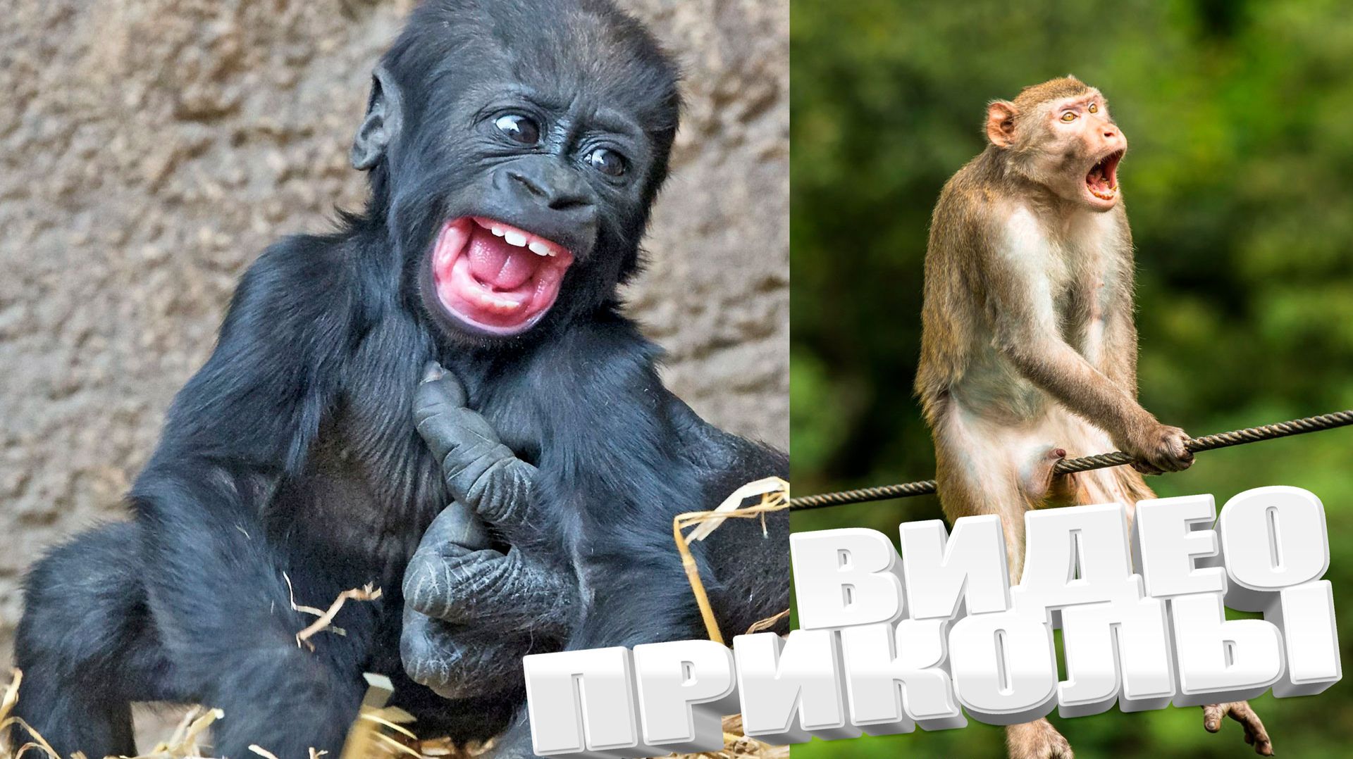 САМЫЕ СМЕШНЫЕ ВИДЕОПРИКОЛЫ ТОЛЬКО ТУТ / ВСЕМ ОБЯЗАТЕЛЬНО К ПРОСМОТРУ \ ОЦЕНИВАЕМ !