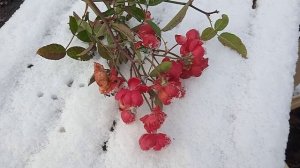 Последние цветы на первом снегу