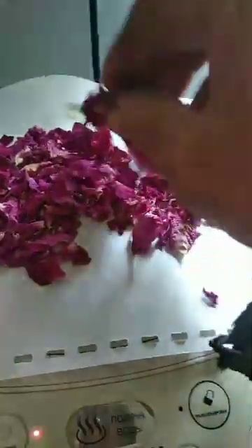 Столистная роза. Сушится на чайнике.