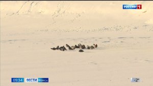 Вести-Томск, выпуск от 26.11.2025 09:30