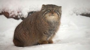 Котят манулов отселили от мам. У Мии и Снежинки началась новая жизнь.