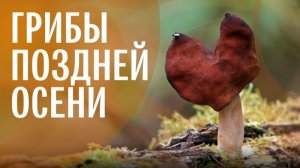 Позднеосенние грибы_ боровик сосновый, подосиновики, зеленушка, строчок осенний. Михаил Вишневский