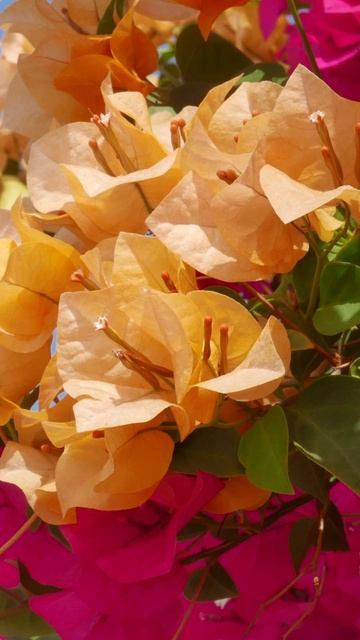 «Дикая воля» - Марина Цветаева.