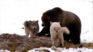 Зима без пощады: охота волков и борьба за добычу.